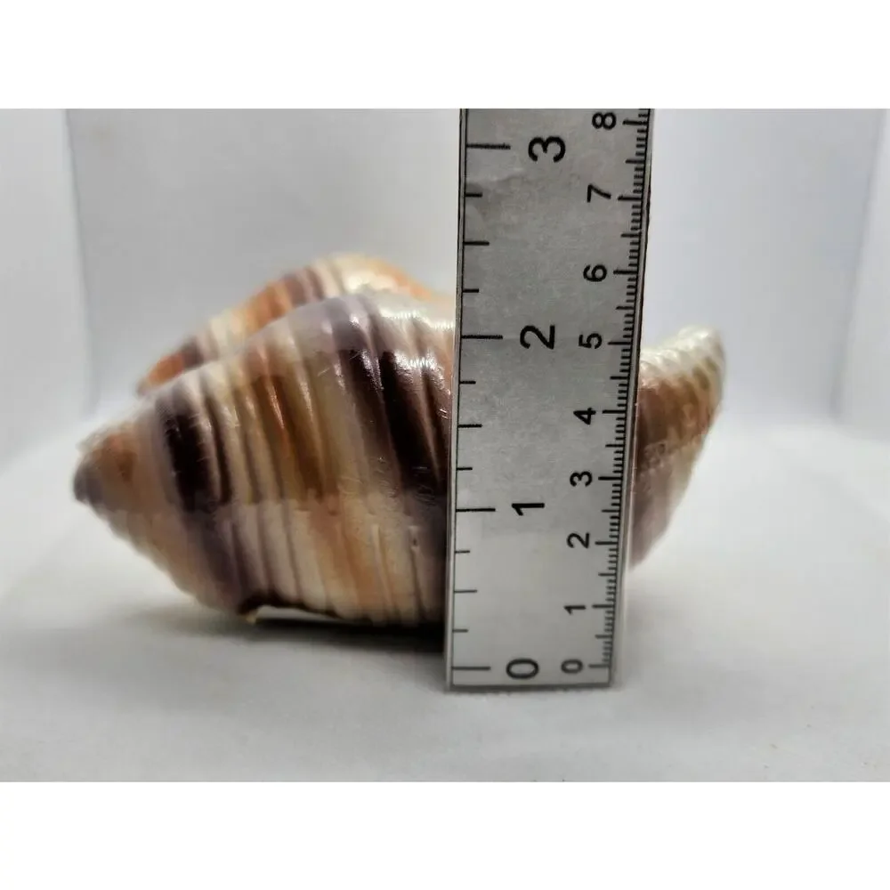 Set of 2 Citronella Scented Candles Ceramic Seashell Shell Decor New Wrapped